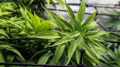 maryjays dc weed dispensary juice bar washington reviews